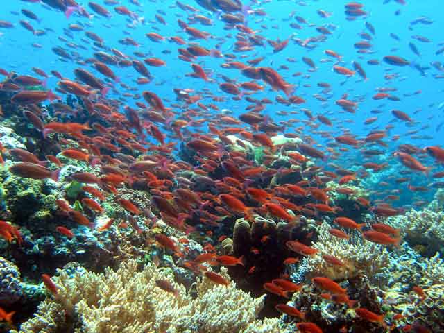 Anthias-Anilao-Batangas